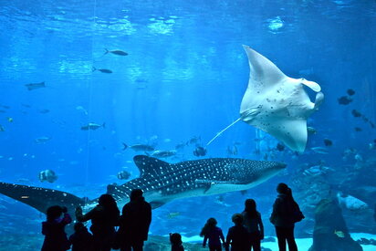 Georgia Aquarium