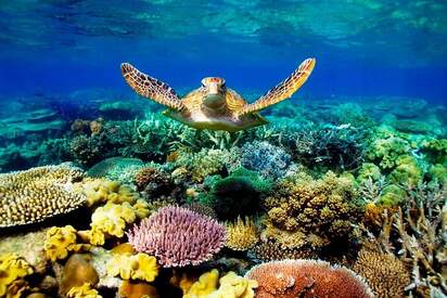 Great Barrier Reef Cairns 