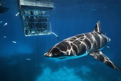 Great White Shark Cage Tours