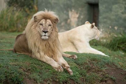 Guadalajara Zoo