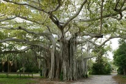 Hugh Taylor Birch State Park