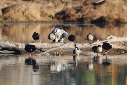 Jerrabomberra Wetland