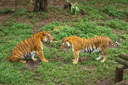 Johor Zoo Masai