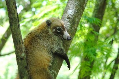 Kabah Ecological Park