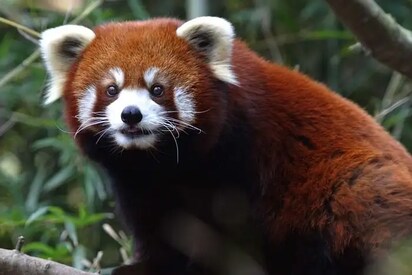 Kanchenjunga National Park Pakyong - Lowest Flight Fares Kanchenjunga National Park Pakyong