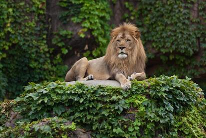 Lincoln Park Zoo