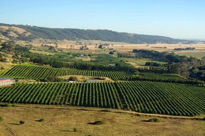 Mount Majura Vineyard Canberra 