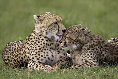 Oi-Kenyai-Conservancy-Masai - Lowest Flight Fares Oi Kenyai Conservancy
