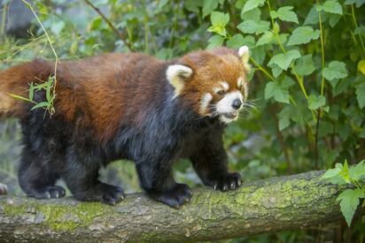 Oregon Zoo Portland