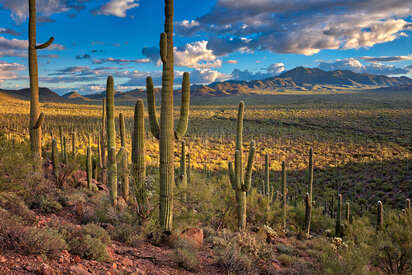 Parque Nacional Saguaro