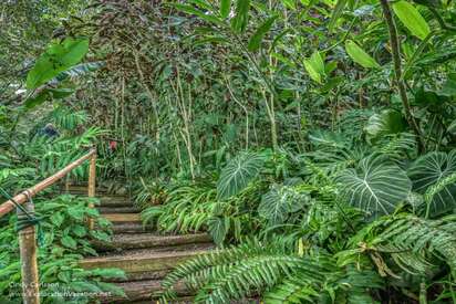 Phantasea Tropical Botanical Garden St Thomas