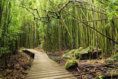 Pipiwai Trail Maui