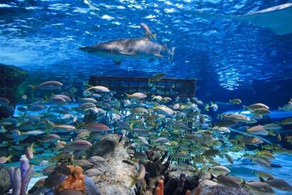 Ripley’s Aquarium Myrtle Beach