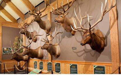 Rocky Mountain Elk Foundation Missoula 