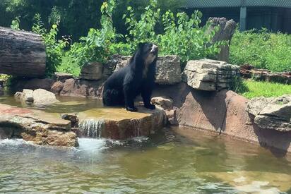 Saint Louis Zoo