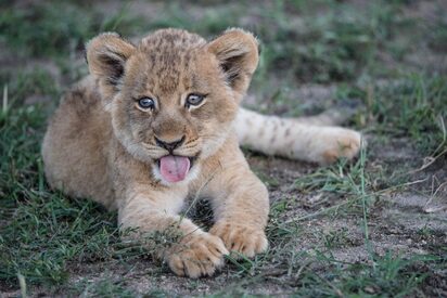 Taronga Zoo