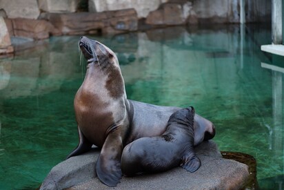 Vancouver Aquarium