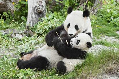 Vienna Zoo