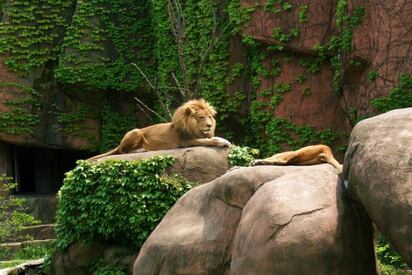 Lincoln Park Zoo chicago