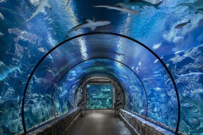 Acuario Shark Reef at Mandalay Bay