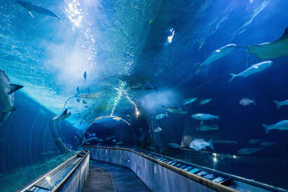 Acuario de Seattle