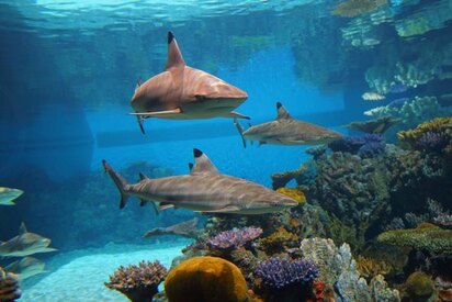 Acuario nacional de Baltimore