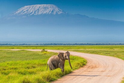 Amboseli National Reserve Kenya 