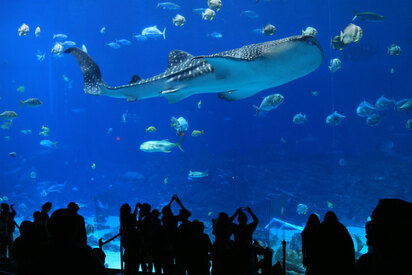 Atlanta (ATL) Aquarium
