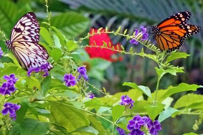 Butterfly Farm