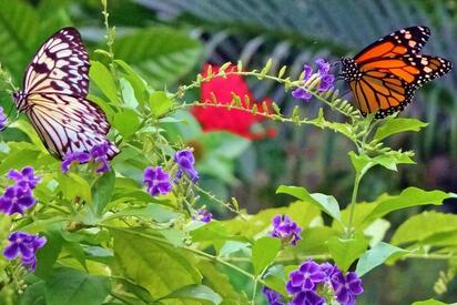 Butterfly-Farm-Oranjestad - Lowest Flight Fares Butterfly Farm