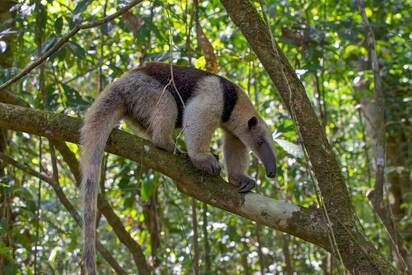 Corcovado National Park