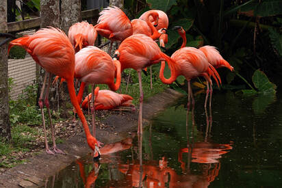 Flamingo Garden