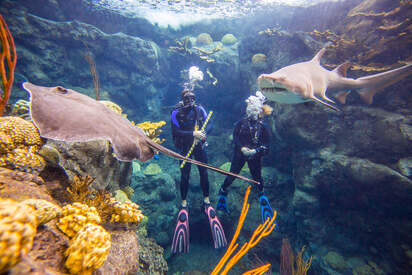 Florida-Aquarium-tampa - Lowest Flight Fares Florida Aquarium