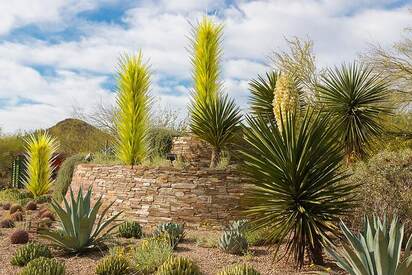 Jardín botánico del Desierto Phoenix 