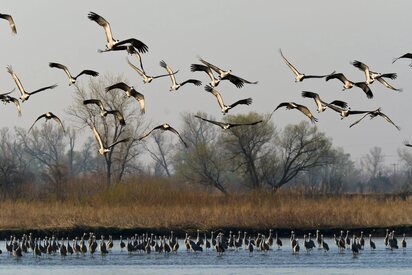 Migración de la Grulla Canadiense