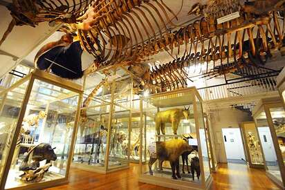 Museo Harvard de Historia Natural