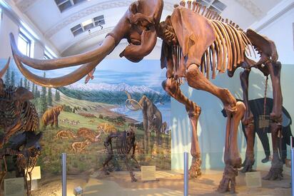Museo de Historia Natural de Utah