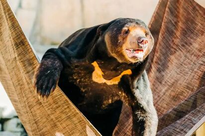 Parque Zoo Tampa en Lowry Tampa - Lowest Flight Fares Parque Zoo Tampa en Lowry Tampa