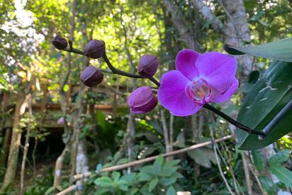 PhantaseaPhantasea Tropical Botanical Garden