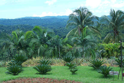 Plantación Croydon