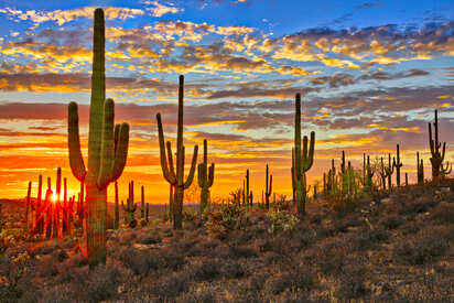 Saguaro National Park