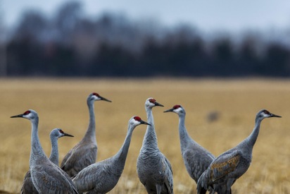 Sandhill-Crane-Migration-Nebraska - Lowest Flight Fares Sandhill Crane Migration