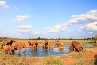 Tsavo National Park Kenya 