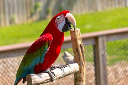 Zoológico Maryland en Baltimore