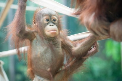 Zoológico de Cleveland Metroparks