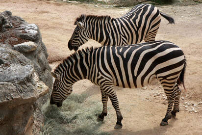 Zoológico de San Antonio 