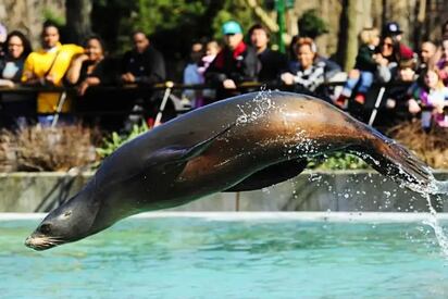 Zoológico del Bronx