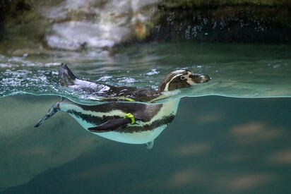 Zoológico y acuario de Columbus