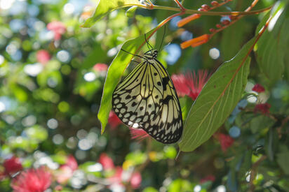 Butterfly House