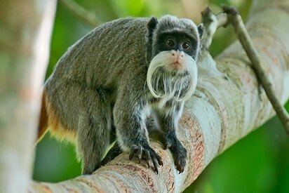 Dallas Zoo Dallas - Lowest Flight Fares Dallas Zoo Dallas